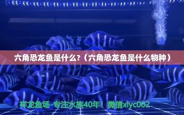 六腳恐龍魚(yú)可以在路上爬嗎為什么：六腳恐龍魚(yú)能在陸地上爬行嗎？ 龍魚(yú)百科 第4張