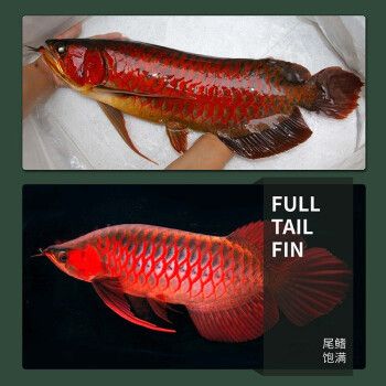 金龍魚(yú)活體品牌有哪些種類：金龍魚(yú)活體品牌信譽(yù)評(píng)價(jià)金龍魚(yú)活體品牌信譽(yù)評(píng)價(jià) 龍魚(yú)百科 第3張