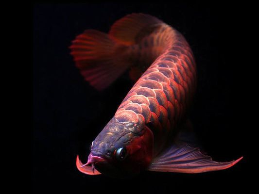 喂龍魚(yú)用什么小魚(yú)vs祥龍魚(yú)場(chǎng)：喂養(yǎng)龍魚(yú)時(shí)使用小魚(yú)與喂食場(chǎng)的適宜性問(wèn)題 vs祥龍魚(yú)場(chǎng) 第1張