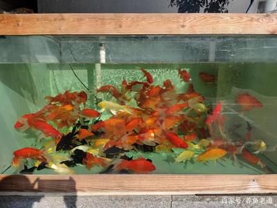 龍魚魚缸推薦哪種濾材：龍魚魚缸過濾材料的選擇 龍魚百科 第3張