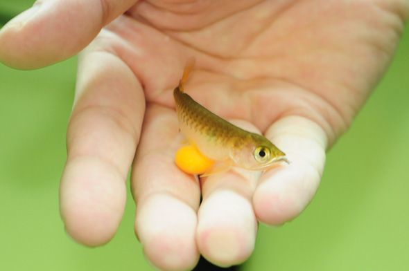 龍魚(yú)訓(xùn)食顆粒飼料vs祥龍魚(yú)場(chǎng)：龍魚(yú)專用飼料選擇 vs祥龍魚(yú)場(chǎng) 第4張