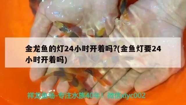 養(yǎng)金龍魚需要?dú)⒕鸁魡醰s祥龍魚場：養(yǎng)金龍魚是否需要使用殺菌燈來維持水質(zhì)的問題 vs祥龍魚場 第1張