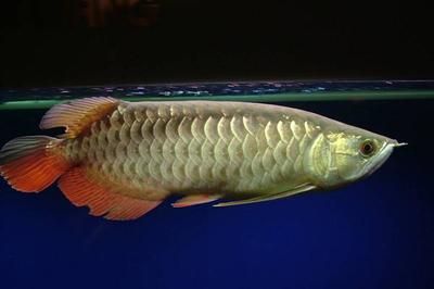 貴陽(yáng)金龍魚(yú)總代理電話地址：貴陽(yáng)金龍魚(yú)總代理 龍魚(yú)百科 第4張