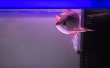 龍魚怎么保護小魚：龍魚保護小魚的具體方式 龍魚百科 第3張