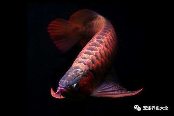 如何改善胭脂孔雀龍魚(yú)色彩：如何改善胭脂孔雀龍魚(yú)的色彩 龍魚(yú)百科 第4張