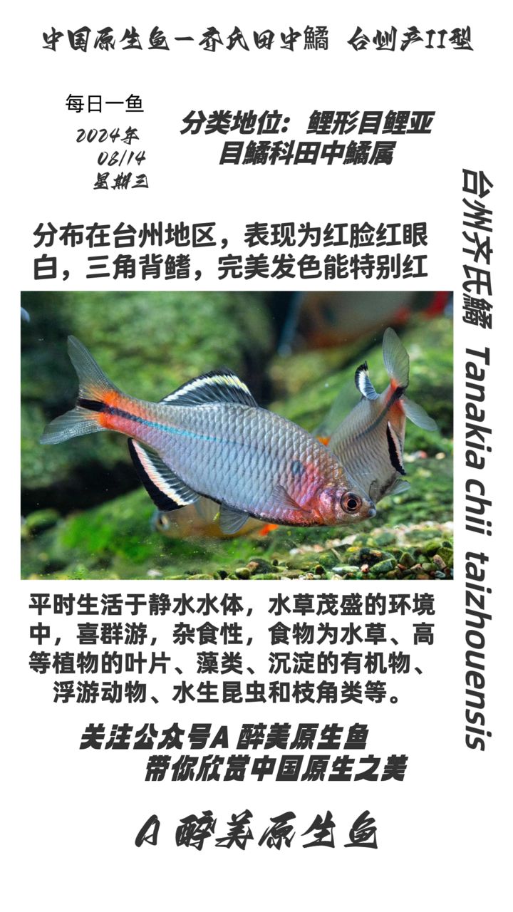 臺州齊氏鱊 紅臉：臺州齊氏鱊養(yǎng)殖實務(wù) 觀賞魚論壇