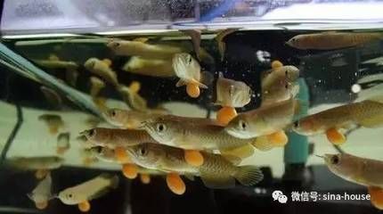 龍魚一般水溫控制在多少度好vs祥龍魚場：祥龍魚場的龍魚品種介紹 vs祥龍魚場 第4張