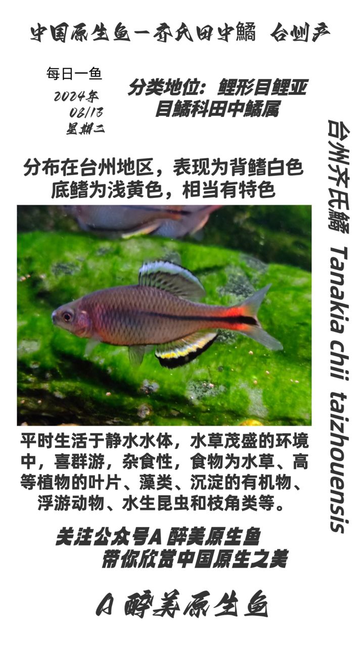 臺(tái)州齊氏鱊：臺(tái)州地區(qū)原生魚(yú)類齊氏[需手動(dòng)填充]