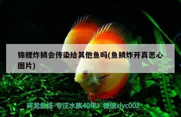 龍魚用青霉素鈉的作用是什么vs祥龍魚場：“龍魚用青霉素鈉的作用及其在祥龍魚場的應(yīng)用效果及其在祥龍魚場的應(yīng)用效果 vs祥龍魚場 第4張