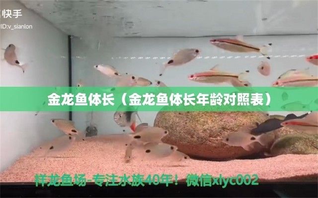 金龍魚體長年齡對照表：金龍魚體長與年齡的對應關(guān)系 龍魚百科 第2張