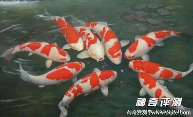 龍魚等級品種排行榜大全及價格：龍魚等級及種排行榜 龍魚百科 第4張