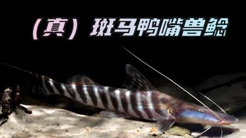 龍魚價格排名榜前十名：龍魚價格排名榜前十名中的頂級龍魚品種是什么品種 水族問答 第2張