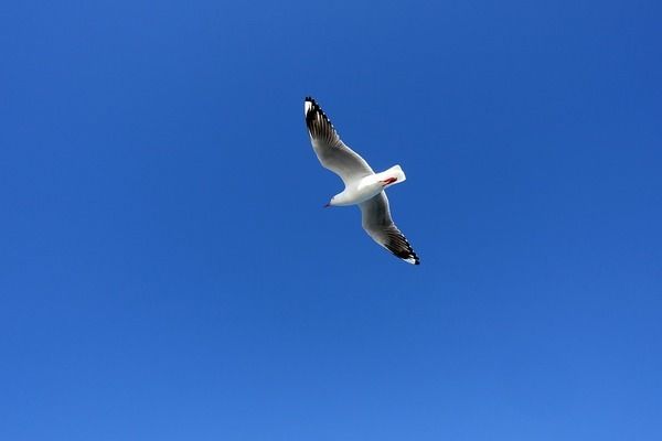 彩虹雷龍魚怎么分公母？：彩虹雷龍魚的公母可以通過觀察其外部特征來確定 龍魚百科 第3張