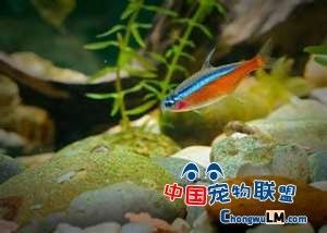 銀龍魚(yú)養(yǎng)殖成本分析：銀龍魚(yú)養(yǎng)殖成本分析銀龍魚(yú)養(yǎng)殖成本分析涉及多個(gè)方面 龍魚(yú)百科 第2張