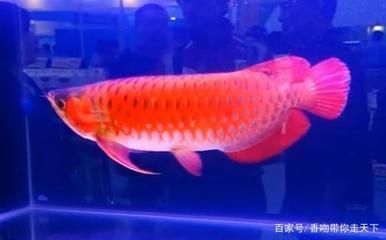 喂龍魚的飼料魚要怎么消毒呢vs祥龍魚場(chǎng)：如何對(duì)飼料魚進(jìn)行徹底的消毒 vs祥龍魚場(chǎng) 第4張