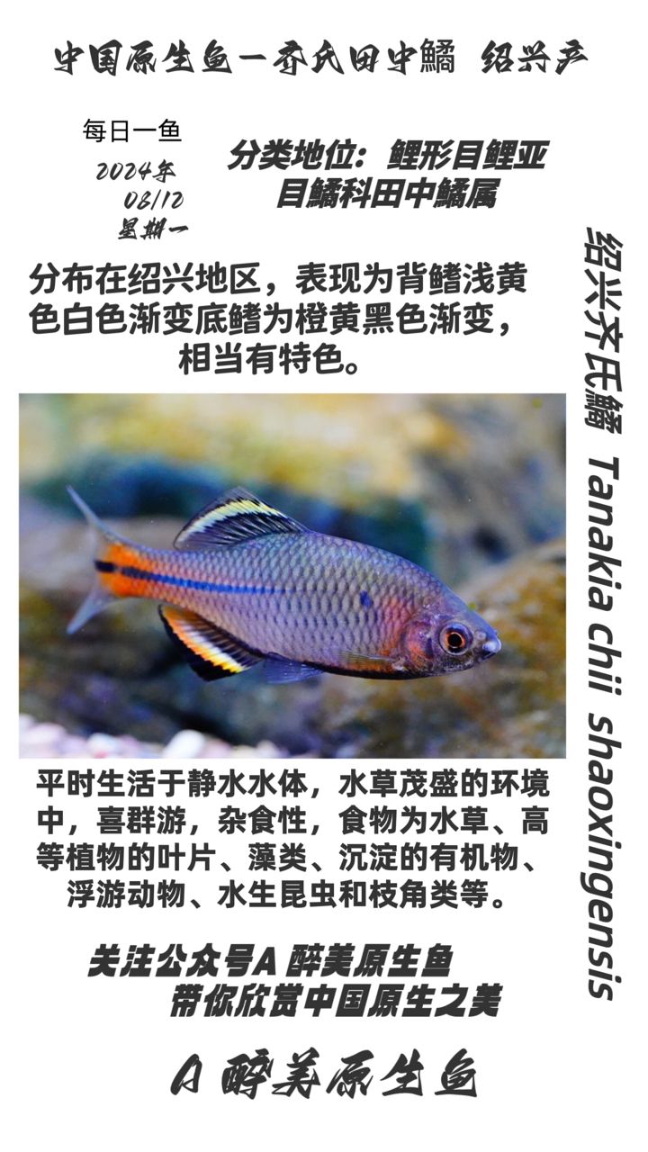 紹興齊氏鱊：齊氏[需手動(dòng)填充]的營養(yǎng)價(jià)值 觀賞魚論壇