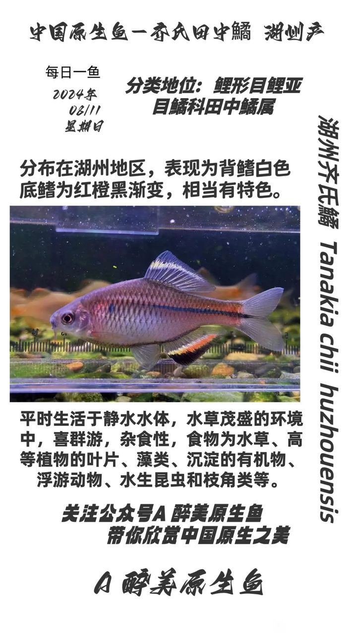 湖州齊氏鱊：湖州齊氏鱅產(chǎn)業(yè)發(fā)展策略 觀賞魚論壇