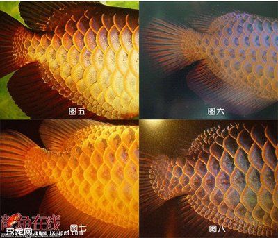 龍魚大戰(zhàn)超級玩家免費(fèi)觀看：“龍魚大戰(zhàn)超級玩家”免費(fèi)觀看的信息龍魚大戰(zhàn)文化影響研究 龍魚百科 第1張