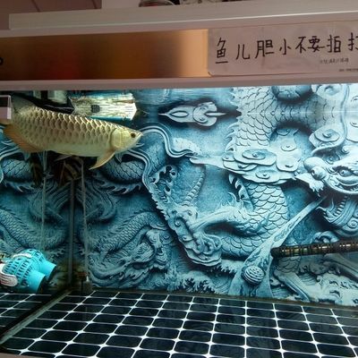 龍魚撞缸后趴缸vs祥龍魚場：龍魚撞缸后趴缸可能由多種因素引起祥龍魚飼養(yǎng)環(huán)境優(yōu)化技巧