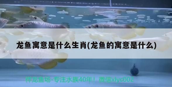 龍魚寓意是什么生肖：如何挑選健康龍魚 龍魚百科 第2張