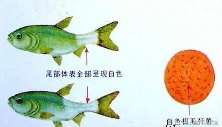 龍魚最低溫度多少能存活vs祥龍魚場：祥龍魚場的評價(jià)如何龍魚冬季養(yǎng)護(hù)技巧