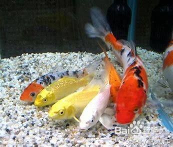 龍魚進貨渠道有哪些種類：如何確定龍魚進貨渠道的可靠性 水族問答 第1張