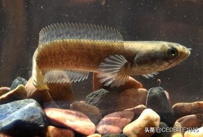 雷龍魚(yú)適宜的水草種類：適合與雷龍魚(yú)共存的水草種類：水蕨類水草養(yǎng)護(hù)技巧 龍魚(yú)百科 第4張