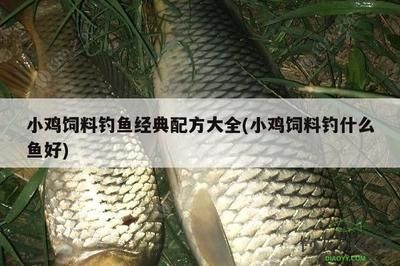 龍鳳鯉魚飼料蛋白質(zhì)來源選擇：如何評估鯉魚飼料中的蛋白質(zhì)來源 龍魚百科 第3張