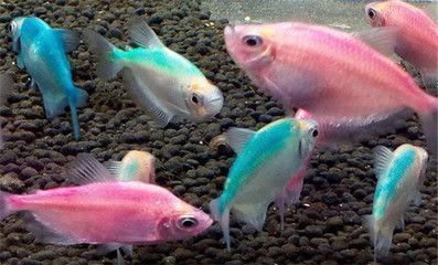 龍魚經(jīng)常一抖甩頭：關(guān)于龍魚甩頭的問題 水族問答