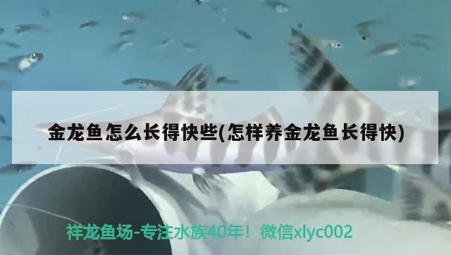 金龍魚怎么長得快些：金鱗閃耀的龍魚如何長得快一些，金龍魚的生理需求和生長條件 龍魚百科 第2張