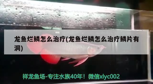 龍魚魚鱗爛了怎么辦vs祥龍魚場：如何預(yù)防龍魚爛鱗 vs祥龍魚場 第2張