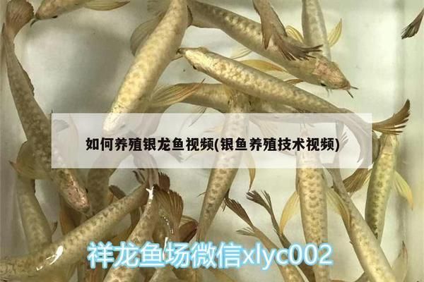 銀古魚苗最佳光照強度：銀古魚和銀鯧幼魚的光照需求 龍魚百科 第5張