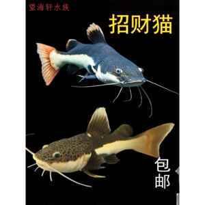 狗仔（招財(cái)貓)魚(yú)苗：狗仔（招財(cái)貓）魚(yú)苗是一種受歡迎的觀賞魚(yú) 龍魚(yú)百科 第1張