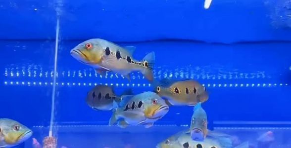 眼斑魚：眼斑魚的飼養(yǎng)技巧，地圖魚的繁殖方法 龍魚百科 第1張