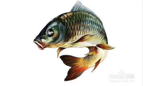 龍魚精神緊張?jiān)趺崔k：關(guān)于龍魚的疑問句 水族問答