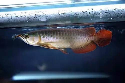 龍魚(yú)怎么喂食一天喂幾次啊vs祥龍魚(yú)場(chǎng)：龍魚(yú)喂食頻率安排 vs祥龍魚(yú)場(chǎng) 第5張