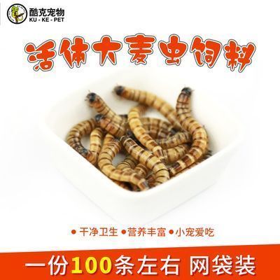 龍魚喂什么蟲：龍魚可以喂食多種蟲類嗎 龍魚百科 第1張