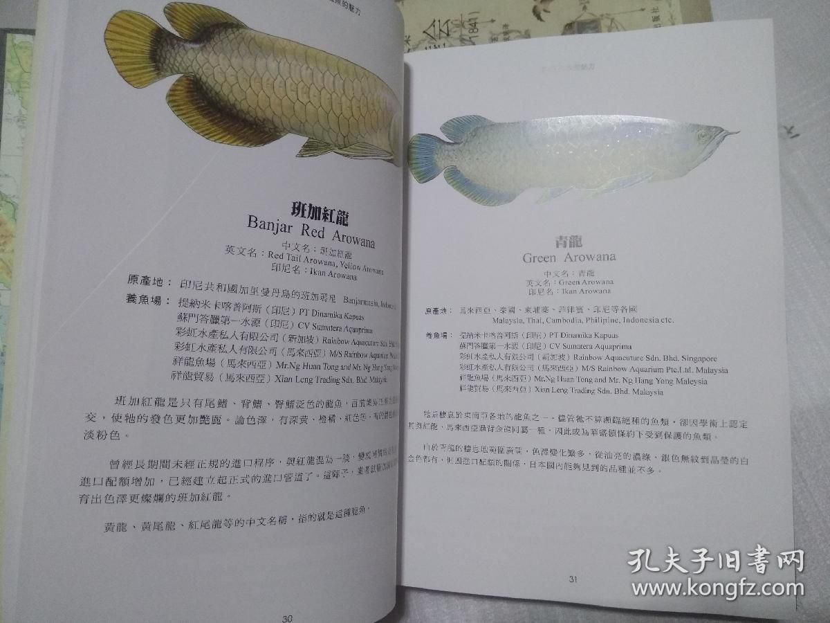 龍魚開(kāi)口了應(yīng)該就沒(méi)問(wèn)題了吧英文 龍魚百科 第2張