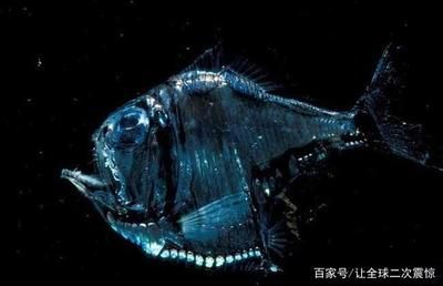 龍魚開(kāi)口了應(yīng)該就沒(méi)問(wèn)題了吧英文 龍魚百科 第5張