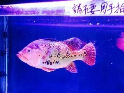 哈爾濱金龍魚(yú)代理電話是多少：哈爾濱金龍魚(yú)代理商 龍魚(yú)百科 第1張