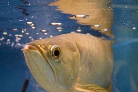 龍魚喂大塊還是小塊：龍魚喂食大塊食物好還是小塊食物好 龍魚百科 第5張