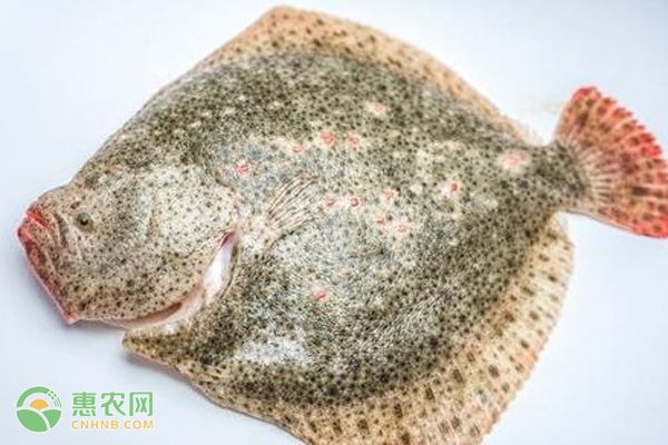 龍魚開(kāi)燈趴缸怎么解決：龍魚開(kāi)燈趴缸會(huì)有什么影響， 水族問(wèn)答 第2張