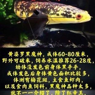 雷龍魚專用飼料哪個牌子的好用點：如何選擇雷龍魚專用飼料 龍魚百科 第4張