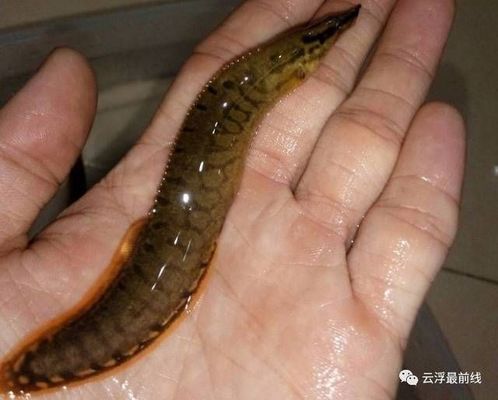 龍魚tds值650魚好嗎：龍魚最佳水質(zhì)管理方法 龍魚百科 第4張