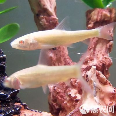 龍魚苗批發(fā)哪里便宜些：尋找便宜的龍魚苗批發(fā)地點(diǎn)可以考慮以下幾個(gè)選項(xiàng) 龍魚百科 第5張