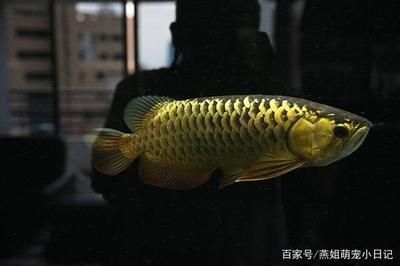 金頭過背金龍魚價格是多少錢：金頭過背金龍魚價格 龍魚百科 第1張