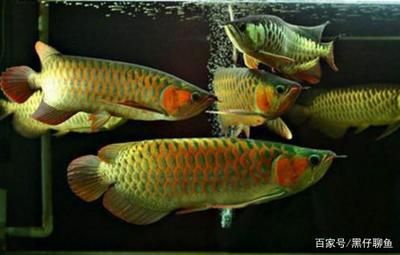 龍魚(yú)應(yīng)該喂什么飼料：關(guān)于龍魚(yú)飼料選擇 龍魚(yú)百科 第2張