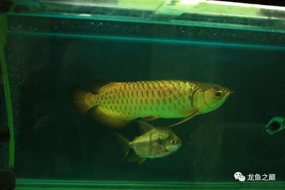 龍魚(yú)應(yīng)該喂什么飼料：關(guān)于龍魚(yú)飼料選擇 龍魚(yú)百科 第4張