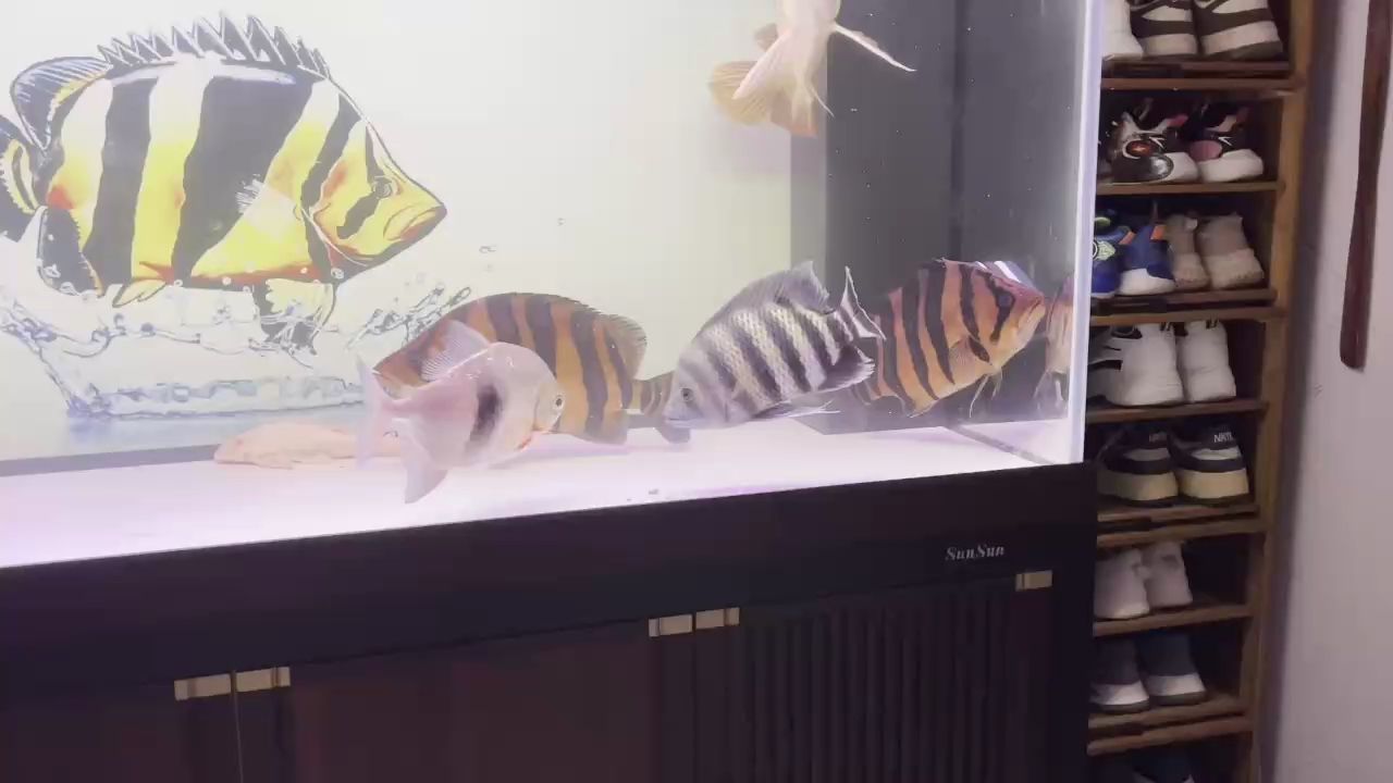 龍魚看見食物只張嘴不吃食：龍魚不吃食的原因及解決方案 水族問答