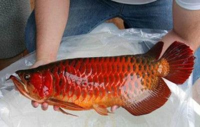 紅龍魚(yú)最貴的品牌是什么名字啊多少錢(qián)：紅龍魚(yú)最貴品牌有哪些 龍魚(yú)百科 第4張